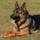 german shepherd
